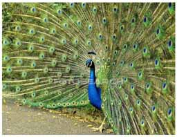 peacock_dance